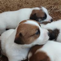 Cuccioli Jack Russell con PEDIGREE