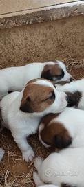 Cuccioli Jack Russell con PEDIGREE