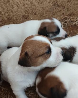 Cuccioli Jack Russell con PEDIGREE