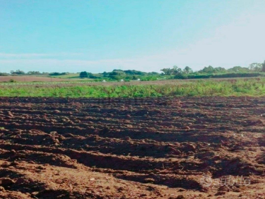TERRENO AGRICOLO - Vista 5