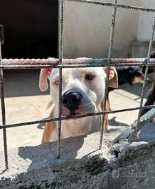 Pitbull mix in adozione