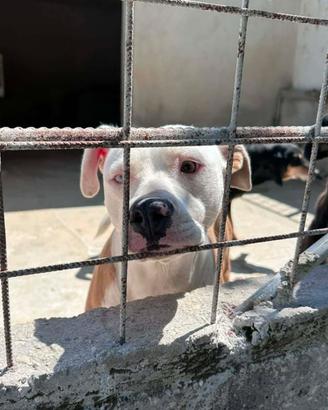 Pitbull mix in adozione