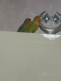 Parrocchetti inseparabili