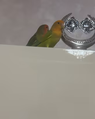 Parrocchetti inseparabili