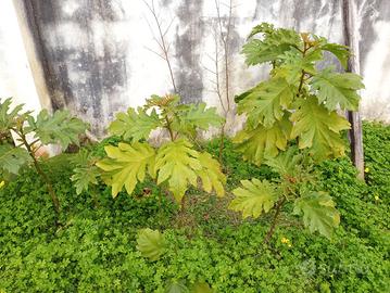 Piante di Solanum Chrysotrichum