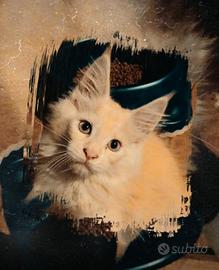 Maine Coon cuccioli varie età e colori