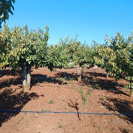 Terreno agricolo Turi