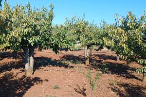 Terreno agricolo Turi