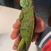 Iguana
