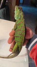 Iguana