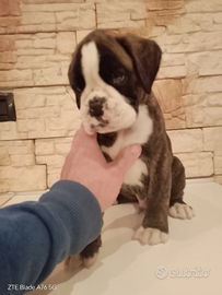 Boxer cuccioli
