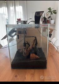 Acquario