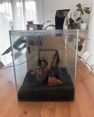 Acquario
