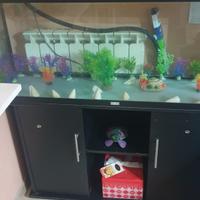 juwel rio 240