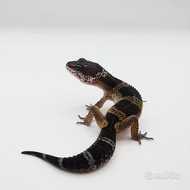Geco leopardino