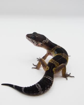 Geco leopardino