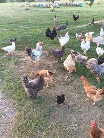 galline 