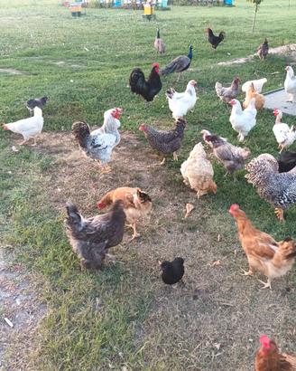 galline 