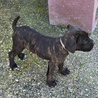 Cane Corso