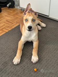 Meticcio di Amstaff e Husky