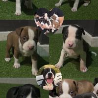 Amstaff