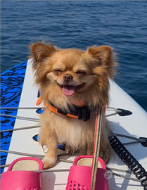 Chihuahua maschio con pedigree