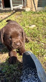 Cuccioli di Labrador retriever