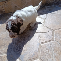 Cuccioli di Lagotto