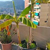 Pianta Vaso banana fioriera 