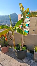 Pianta Vaso banana fioriera 