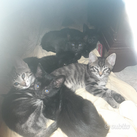 Sono disponibile da subito