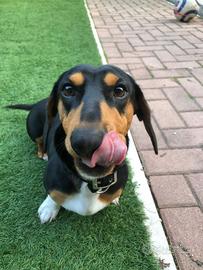 Bassotto nano per monta