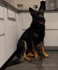 Cucciolone di pastore tedesco grigione linealavoro