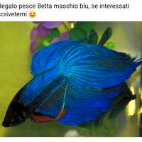 Pesce Betta maschio blu