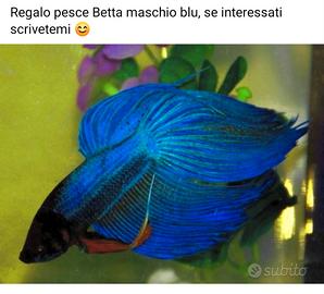 Pesce Betta maschio blu