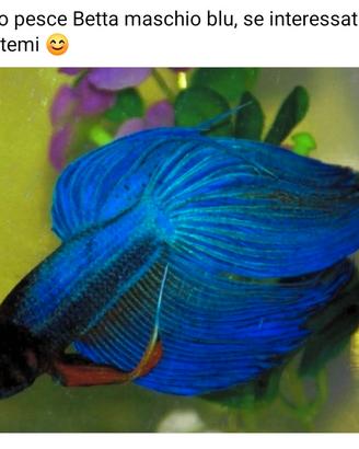 Pesce Betta maschio blu