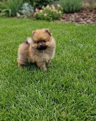 Spritz Pomerania