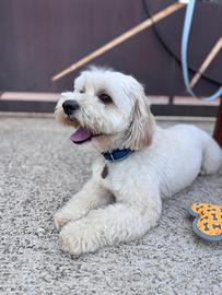 Maltipoo per accoppiamento