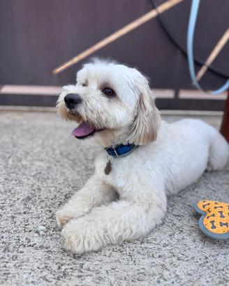 Maltipoo per accoppiamento
