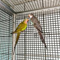 Pappagalli regina Alessandra coppia