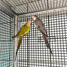 Pappagalli regina Alessandra coppia