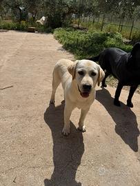 Labrador