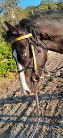 Cavallo puledro