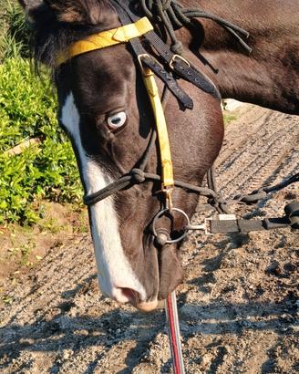 Cavallo puledro