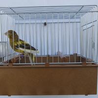 Canarini Timbrado Spagnolo in coppia