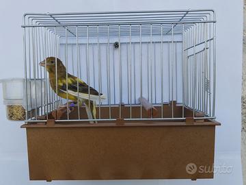 Canarini Timbrado Spagnolo in coppia