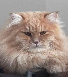 Maschio siberiano 1,5 anni pedigree