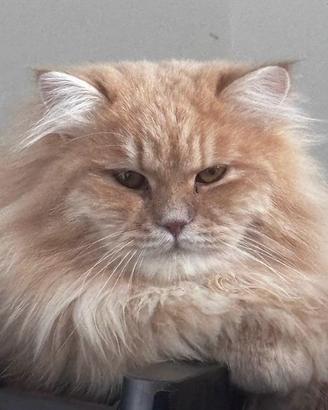 Maschio siberiano 1,5 anni pedigree