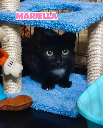 Mariella gattina nera di tre mesi