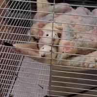 Ratti dumbo